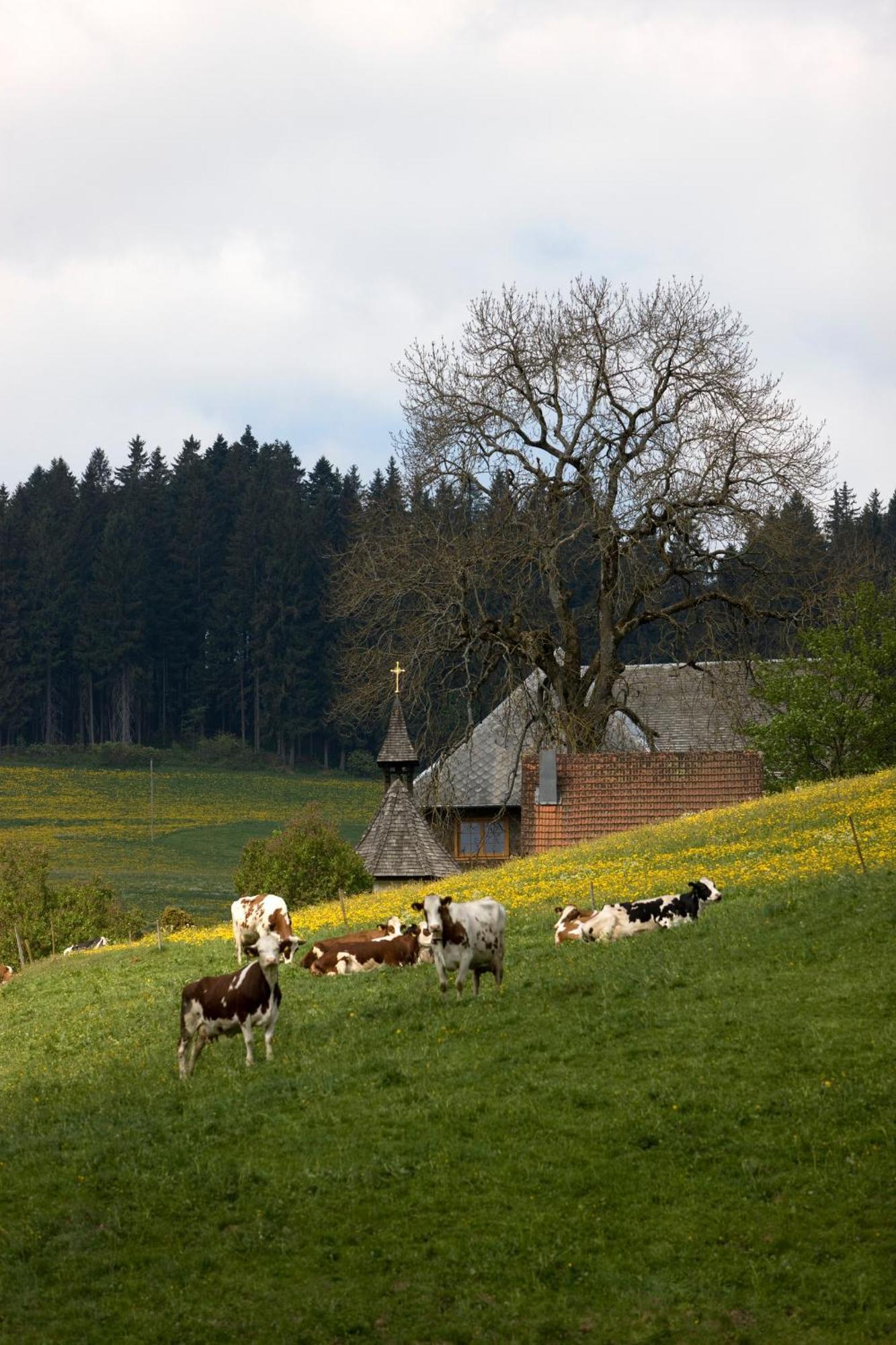 Drei Tannen - Wohnung 11 - Apartmenthaus, Titisee, Feldberg Exteriör bild